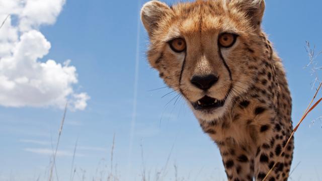 Cheetah adolescent peering curiously (Acinonyx jubatus), Maasai Mara National Reserve, Kenya.