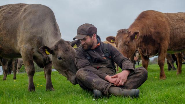 Farmer sitting with cows in field