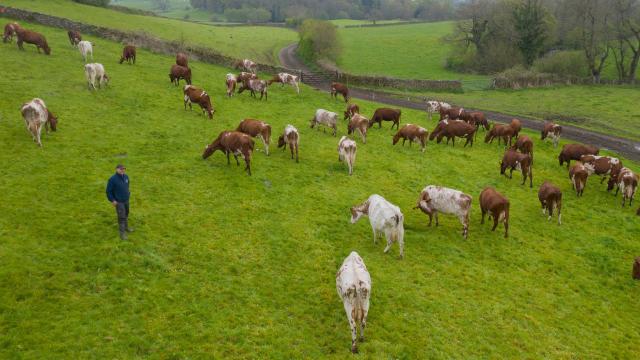 Strickley Farm in Kendal, South Cumbria, England practices regenerative dairy farming, where the cattle are fed on a pasture-based diet, soil health is promoted and habitats on the farms are enhanced and protected