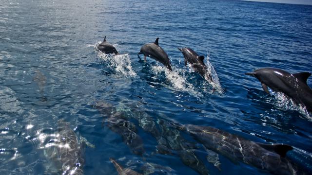 Spinner dolphins swimming off the coast of Tetepare, Solomon Islands.