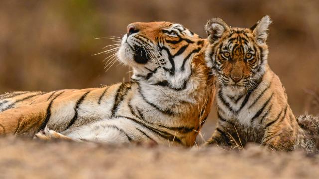 India, Tigress and cub in Ranthambore
