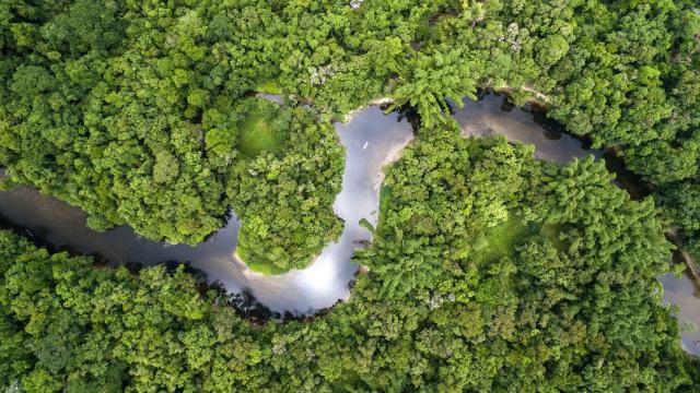 Aerial view of Amazon rainforest, Brazil 