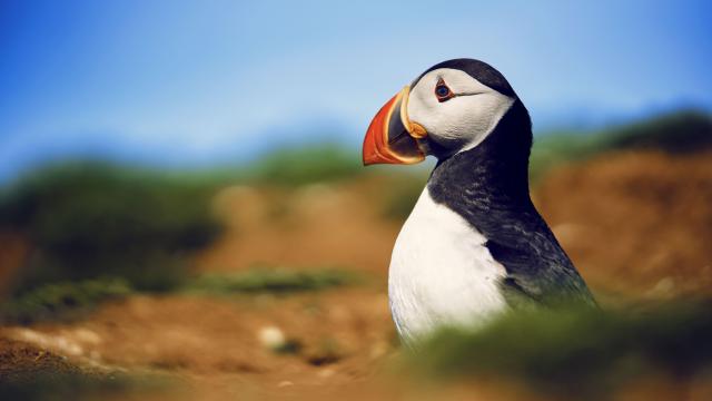 Wild Isles Puffin