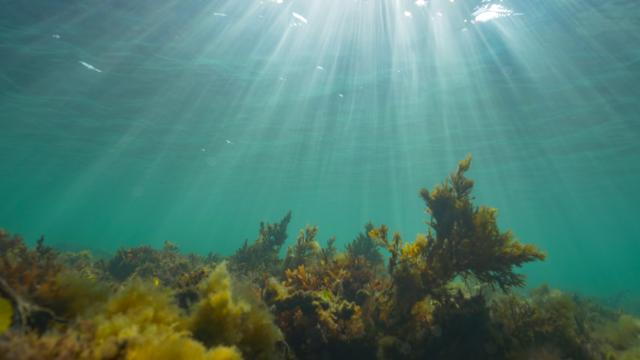 Sun rays through a shallow reef off the coast of Wales
