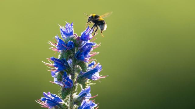 Bumblebee landing on a tall blue wildflower in Norfolk, UK.