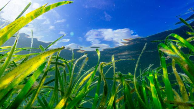Seagrass