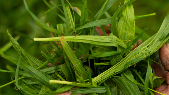Hands holding grass leys