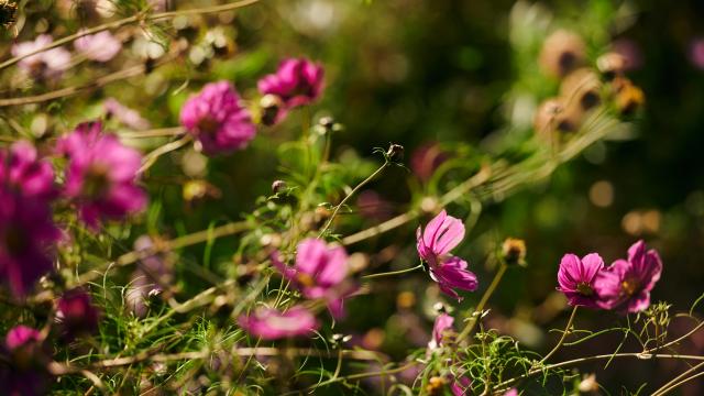 Flowers at Tyddyn Teg farm.