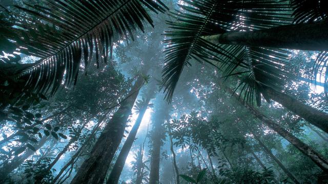 Matécho forest near Saül
