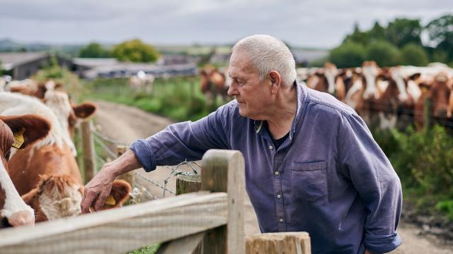 Elfyn Davies on his farm, tending to his cows.