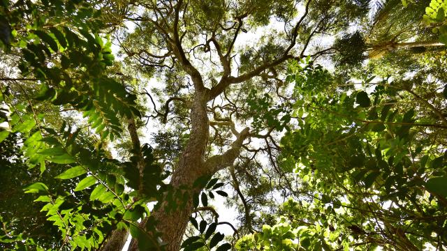 An image taken from the ground looking up at a large tree with lots of branches and green leaves. You can see the sky through the gaps in the leaves.