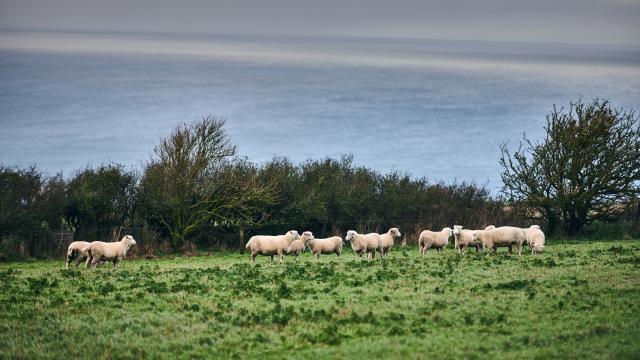 Sheep graze in a field near the coast on Nantclyd farm.