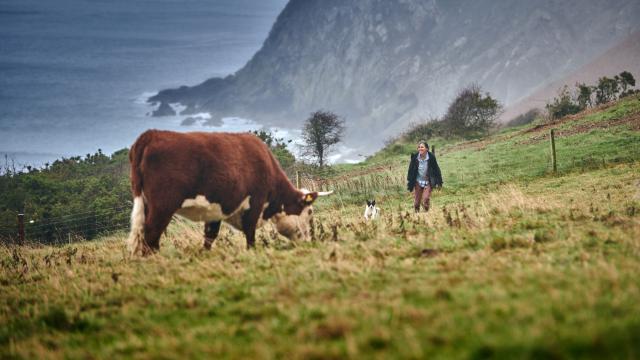 The cattle, at Nantclyd farm, in the field with a backdrop of the sea and Liz in the distance..