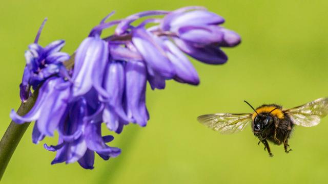 Bee and bluebell