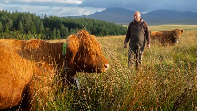 Cow farmer in field