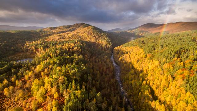 River Affric and autumnal pine and birch woodland, Glen Affric, Highland, Scotland, UK