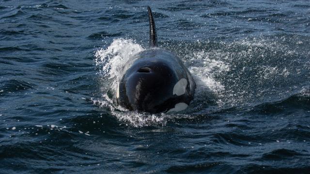 A bull Orca / Killer Whale (Orcinus orca) in Mousa Sound, Shetland, UK