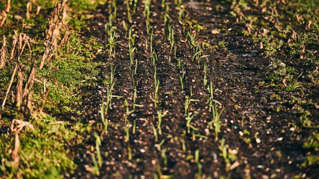 Rows of crops grown on the farm