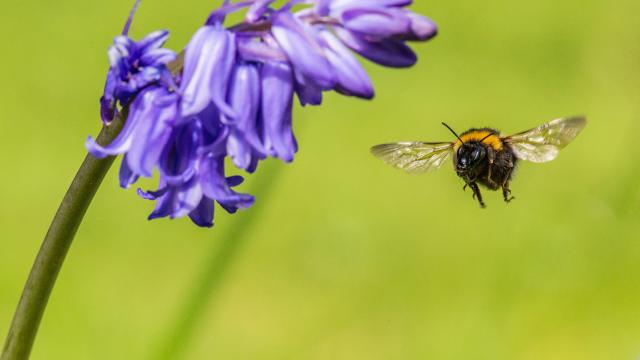 Garden bumblebee (Bombus hortorum) visiting bluebell (Hyacinthoides non-scripta), Monmouthshire, Wales, UK