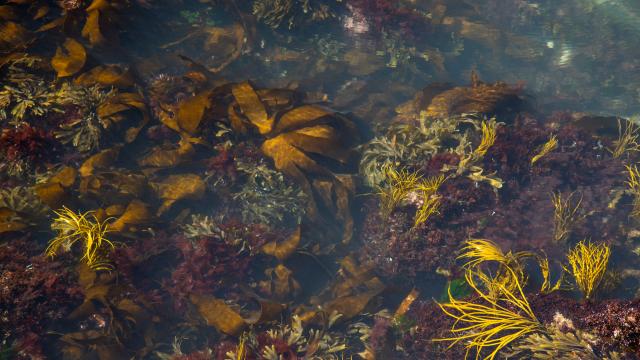 Intertidal zone in spring along the Welsh coast shows a variety of seaweeds.
