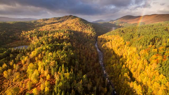 River Affric and autumnal pine and birch woodland, Glen Affric, Highland, Scotland, UK