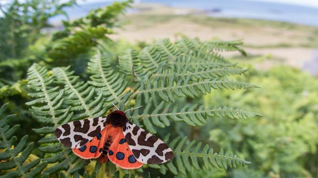 Garden Tiger Moth