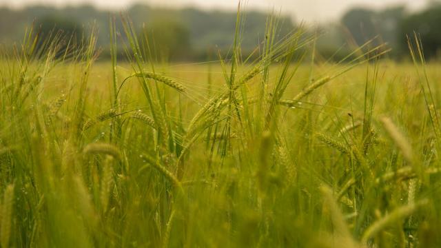 Barley crop in Norfolk, UK