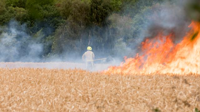 Firefighters working hard in unbearable temperature to save a burning cornfield field in Britain driest summer in years