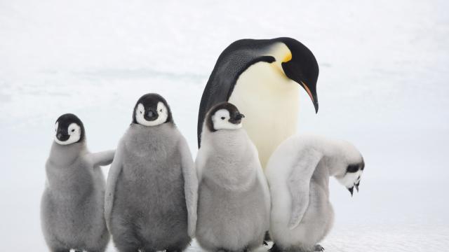 Four Emperor penguin chicks with an adult at Snow Hill Island