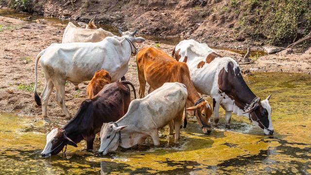 Cenu cattle drinking from a stream.