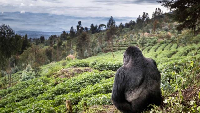 Mountain gorilla (Gorilla beringei beringei) silverback sitting on boundary wall between Volcanoes National Park and a Potato crop, looking into valley. Area to be restored to forest. Rwanda.
