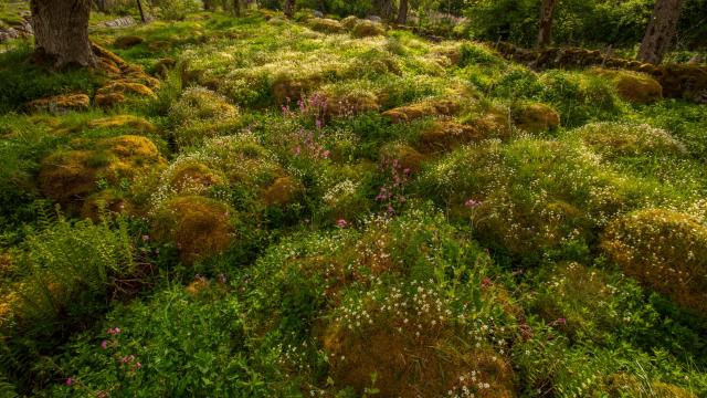 An abundance of plant life thriving on limestone pavement within the Wild Ingleborough site Ingleborough National Nature Reserve, Yorkshire, UK