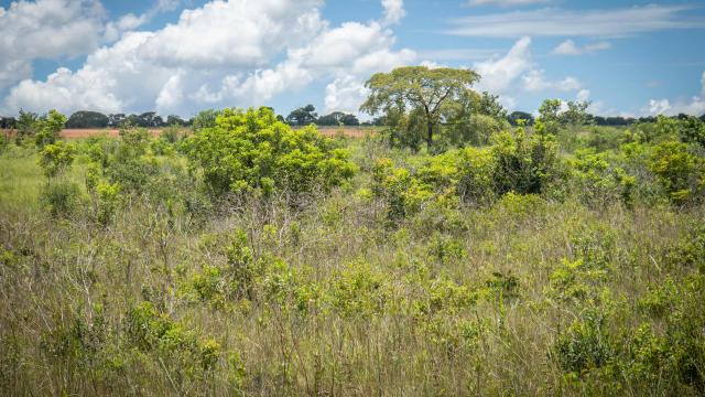 Muvuca planting workshop in Guariroba