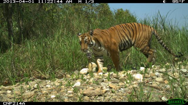 Camera trap photograph of tiger (Panthera tigris) in Nepal