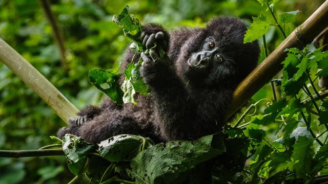 Mountain Gorilla (Gorilla beringei beringei) in the Virunga National Park, Democratic Republic of the Congo