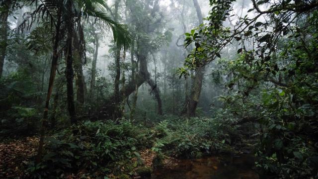Tropical rainforest Brazil