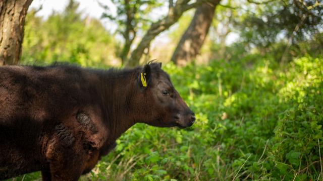 A cow grazing in woodland on a regenerative farm at Balsar Glen Farm, South Ayrshire, Scotland