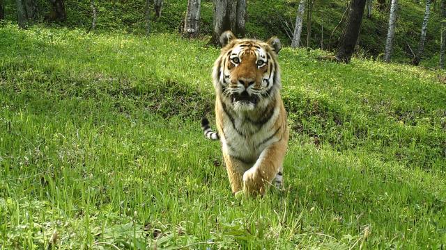 Amur tiger (Panthera tigris altaica) captured on camera traps in Suiyang, Heilongjiang Province, China.