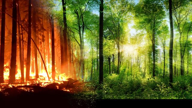 A split image, on the left is a burning fire, on the right is a lush forest with the sunlight beaming through the trees.