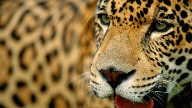 Close up image of a Jaguar