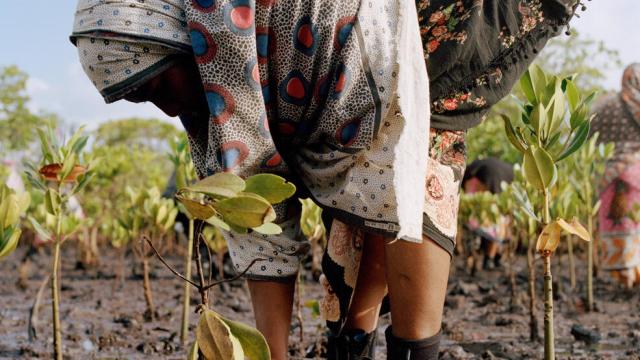 Women of the Mtangawanda Mangrove Restoration Women Group planting mangroves in Lamu County, Kenya. Ever since the women started planting the first hatchlings in 2018, they have planted more than 61.000 mangroves and were able to restore an additional 100 hectares through natural regeneration. The project was started by The Nature Conservancy, Northern Rangelands Trust (NRT), Kenya Forest Service (KFS), Kenya Marine and Fisheries Research Institute (KMFRI).