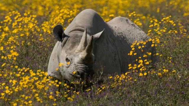Black rhinoceros amongst yellow flowers