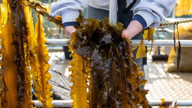 Seaweed is pulled from the water at Câr-Y-Môr seaweed farm in St Davids, Pembrokeshire, Wales.