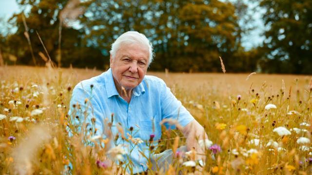 Sir David Attenborough sat in a wildflower meadow