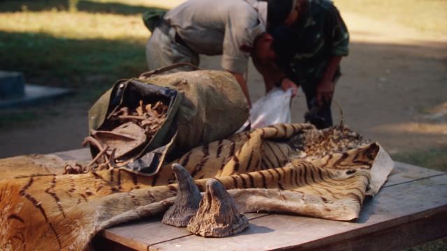 Confiscated rhinoceros horns, tiger skin and bones Chitwan National Park, Nepal