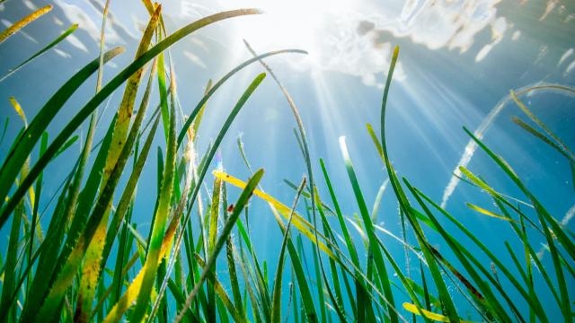 underwater image of a seagrass bed