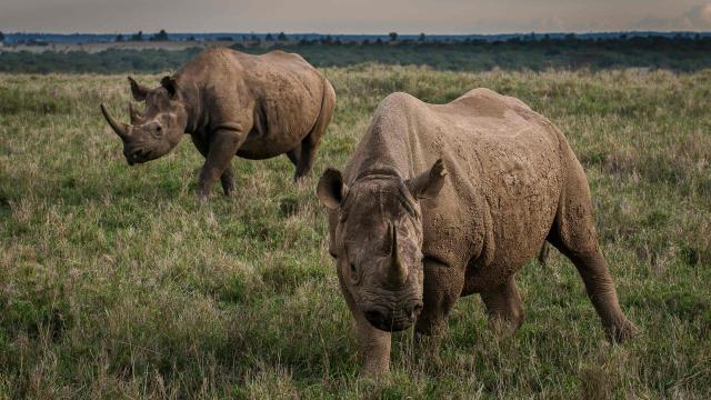 Two female eastern black rhinoceros