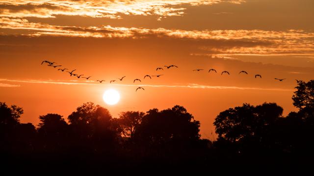 Birds fly at sunrise in the Okavango Delta, Botswana.