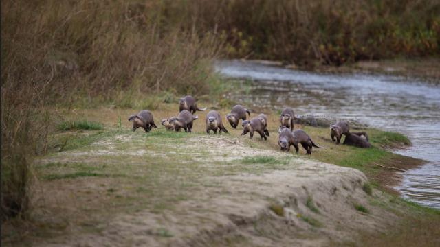 Smooth Coated Otter