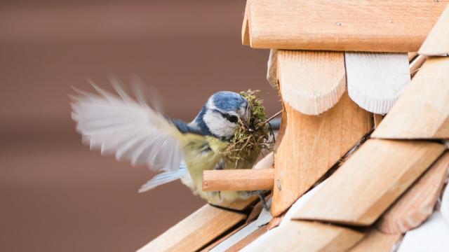Bluetit bird landing on a bird house where he is nesting